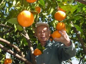 Yin-Doon-Moy-with-Satsumas-at-his-home