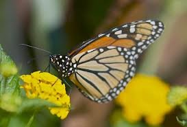 Monarch-on-YellowLantana