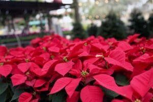 poinsettia